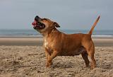 STAFFIE 347